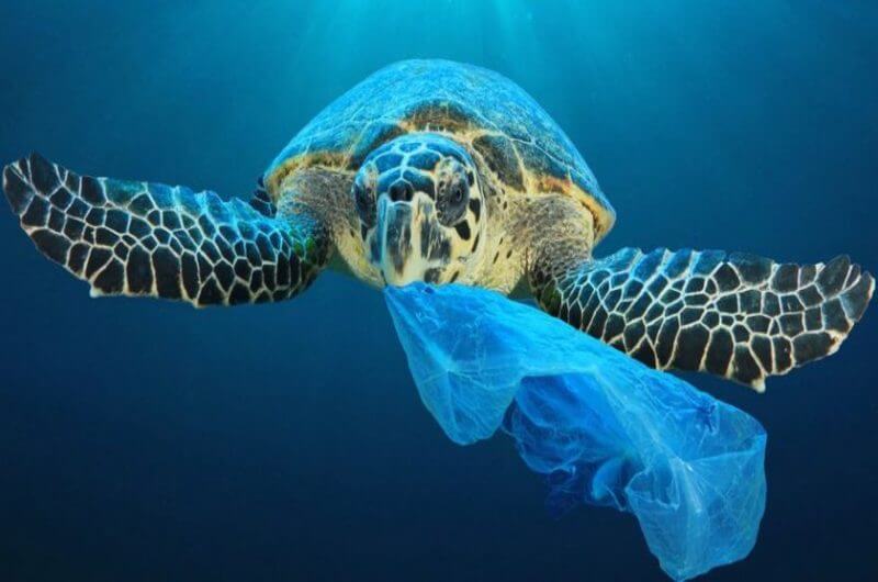 NZ says goodbye to millions of single-use plastic bags - Smart Accounting Solutions